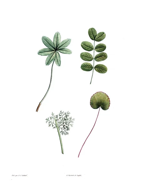 Illustration Plant Old Image — Stock Photo, Image