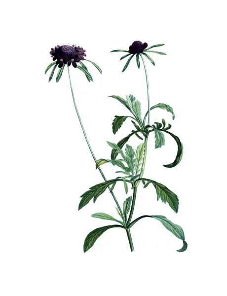 Illustration Plant Old Image — Stock Photo, Image