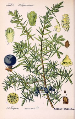 Bitki çizimi. Eski resim