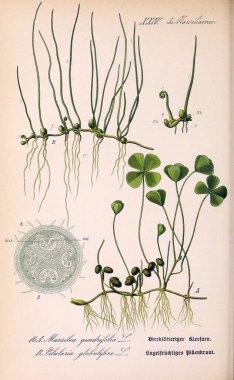 Bitki çizimi. Eski resim