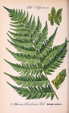 Bitki çizimi. Eski resim