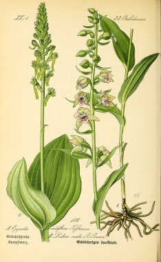 Bitki çizimi. Eski resim