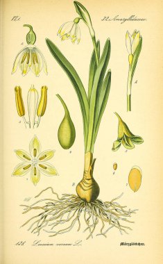 Bitki çizimi. Eski resim