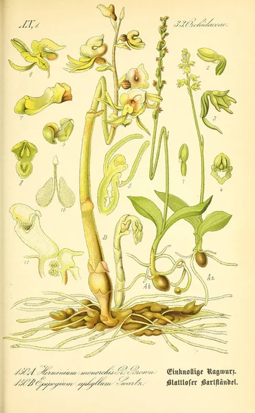 Illustratie Van Een Plant Oude Beeld — Stockfoto