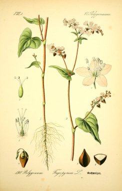 Bitki çizimi. Eski resim