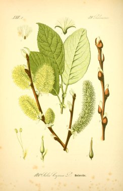 Bitki çizimi. Eski resim