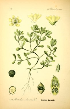 Bitki çizimi. Eski resim