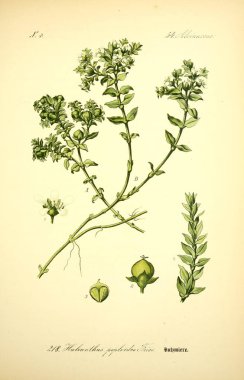 Bitki çizimi. Eski resim