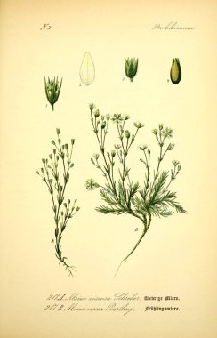 Bitki çizimi. Eski resim