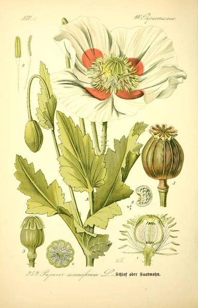 Ilustración Planta Imagen Antigua — Foto de Stock