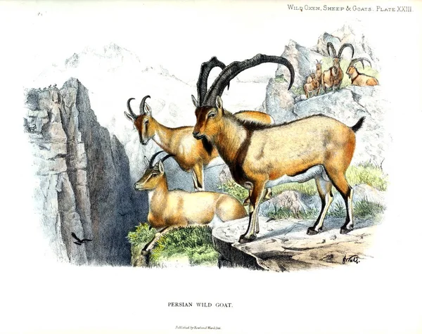 Ilustração Animal Imagem Antiga — Fotografia de Stock