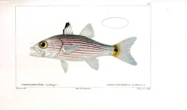 Balık Illustration. Eski resim