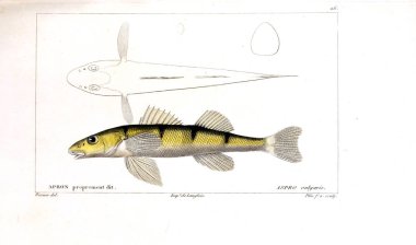 Balık Illustration. Eski resim
