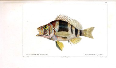 Balık Illustration. Eski resim