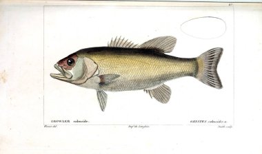 Balık Illustration. Eski resim