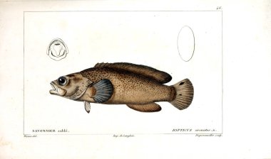 Balık Illustration. Eski resim