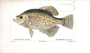 Balık Illustration. Eski resim
