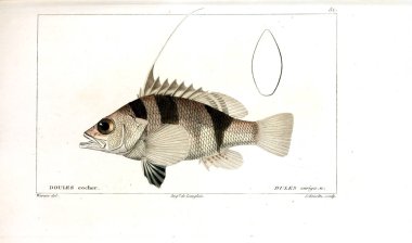 Balık Illustration. Eski resim