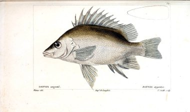 Balık Illustration. Eski resim