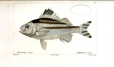 Balık Illustration. Eski resim