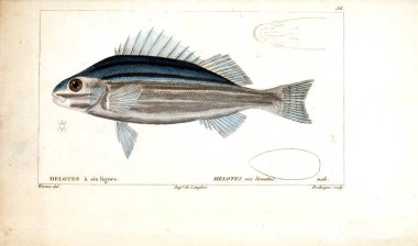 Balık Illustration. Eski resim