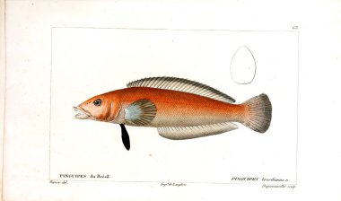 Balık Illustration. Eski resim