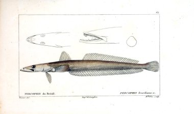 Balık Illustration. Eski resim