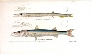 Balık Illustration. Eski resim