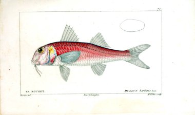 Balık Illustration. Eski resim