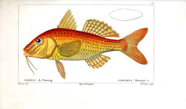 Balık Illustration. Eski resim