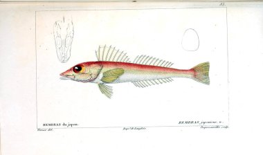 Balık Illustration. Eski resim