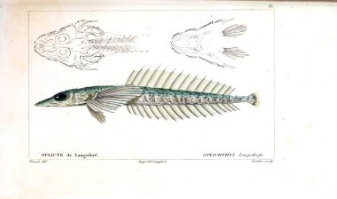 Balık Illustration. Eski resim