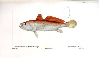 Balık Illustration. Eski resim