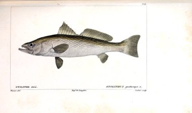 Balık Illustration. Eski resim