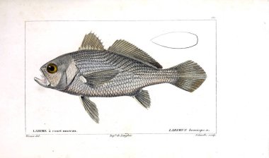 Balık Illustration. Eski resim