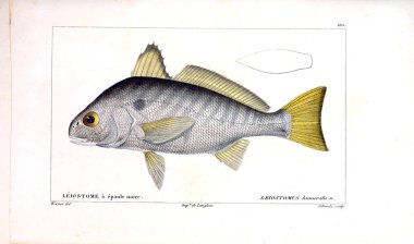 Balık Illustration. Eski resim