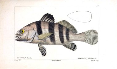 Balık Illustration. Eski resim