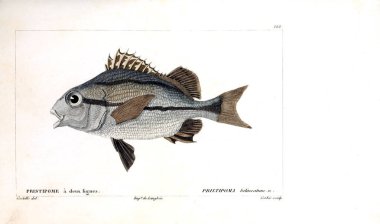 Balık Illustration. Eski resim