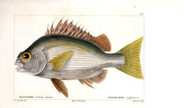 Balık Illustration. Eski resim