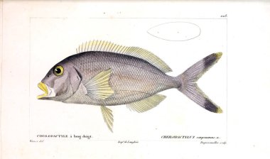 Balık Illustration. Eski resim