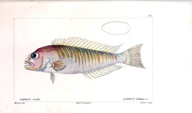 Balık Illustration. Eski resim