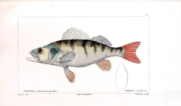 Illustration Von Fischen Altes Bild — Stockfoto