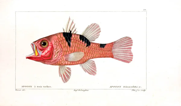 Illustration Fisk Gamla Bilden — Stockfoto