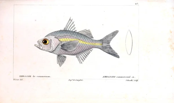 Illustration Von Fischen Altes Bild — Stockfoto