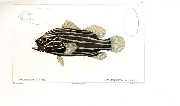 Illustration Poissons Ancienne Image — Photo