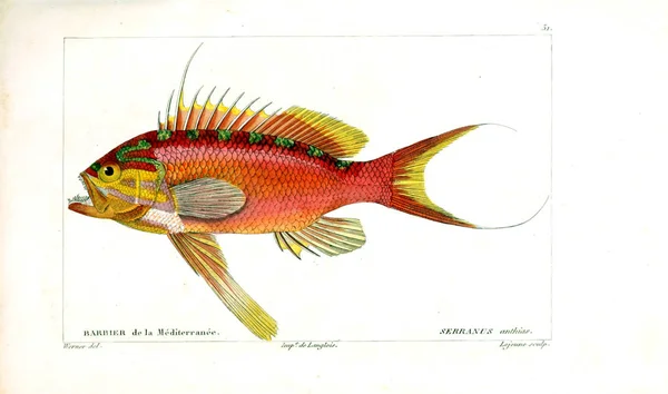 Illustration Poissons Ancienne Image — Photo