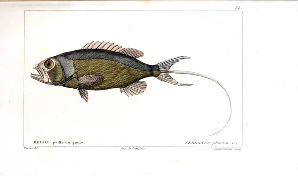 Illustration Poissons Ancienne Image — Photo