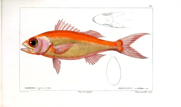 Illustration Fisk Gammelt Billede - Stock-foto