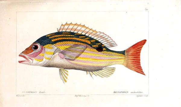 Illustration Poissons Ancienne Image — Photo