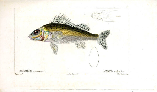 Illustration of  fish. old image